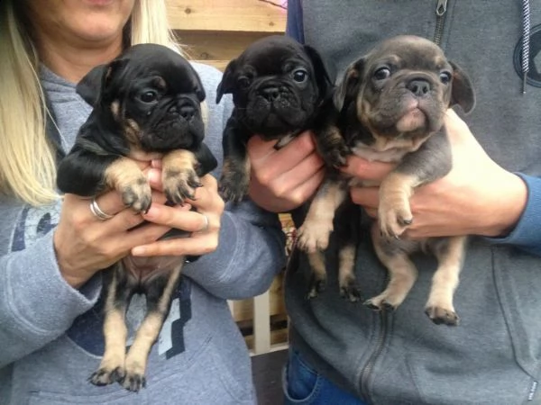 regalo cuccioli di cane a bulldog francese