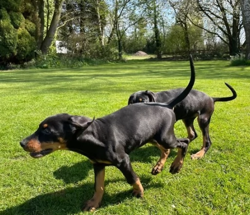 splendidi cuccioli di dobermann | Foto 0