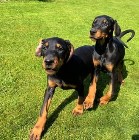 splendidi cuccioli di dobermann