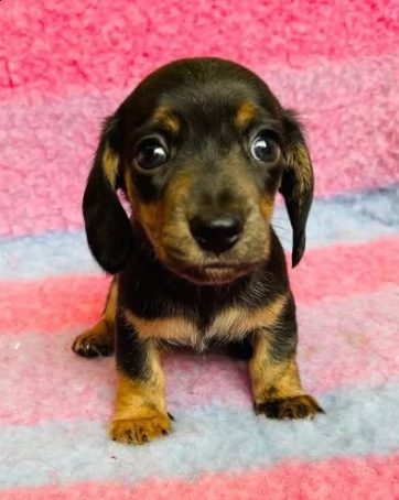 bassotti nani molto belli cuccioli | Foto 0