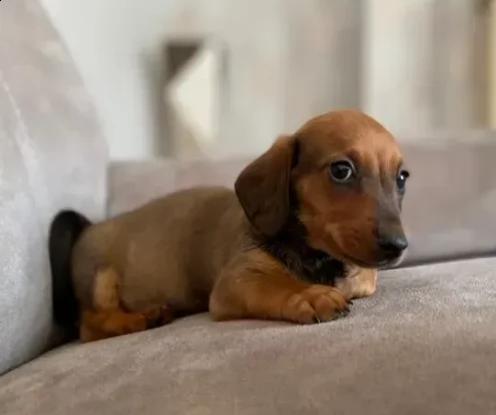 bassotto nano stupendi e meravigliose di cuccioli | Foto 1