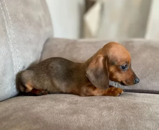 bassotto nano stupendi e meravigliose di cuccioli | Foto 0