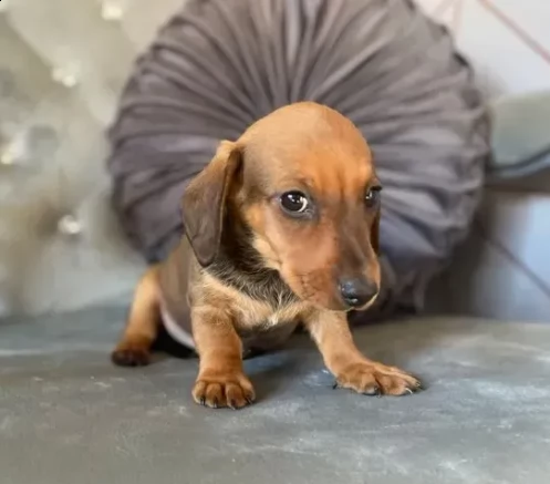 bassotto nano stupendi e meravigliose di cuccioli