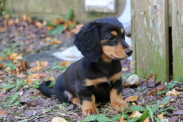bassotto nano italiano cuccioli