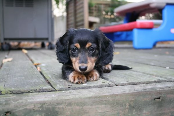bassotto nano italiano cuccioli | Foto 0