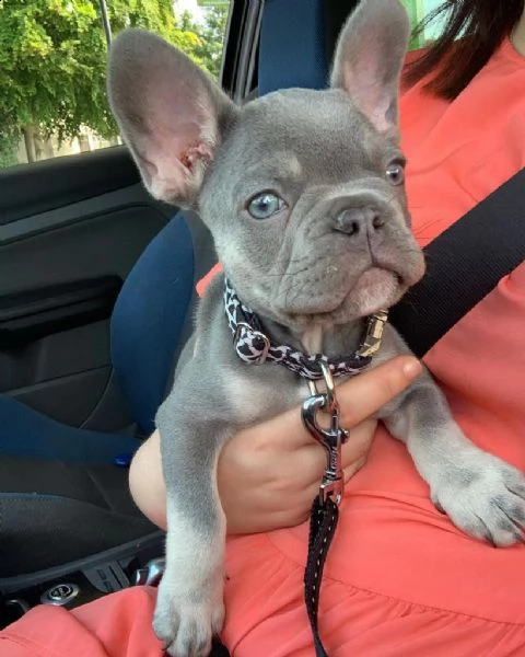 regalo bulldog francese