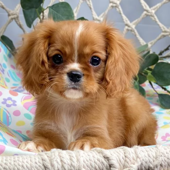 cavalier king cuccioli per l'adozione bellissima cucciolata cerca nuova famiglia, 4 maschi e 3 femmi