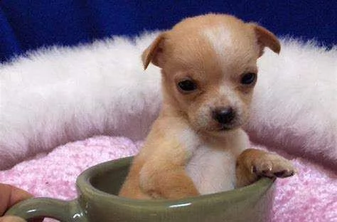  cuccioli di pincer chiwawa 