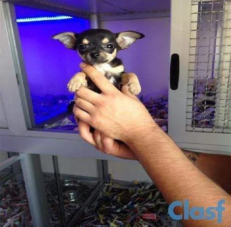  cucciolata di chihuahua 