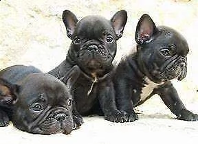  cucciolata di bulldog francese 