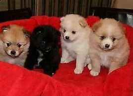 cuccioletto di volpino e maltese 