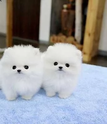 fantastici cucciolini di spitz di pomerania