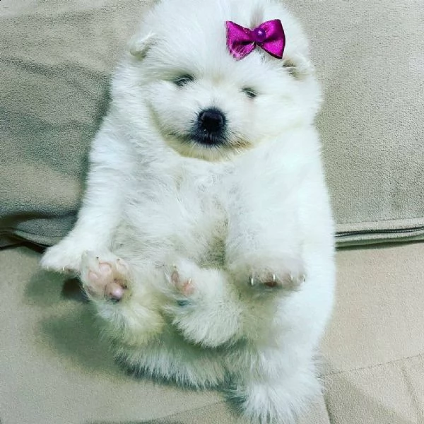  spitz pomerania mini toy 