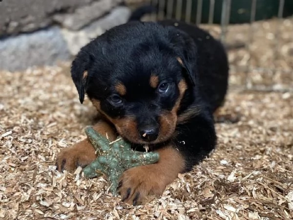 regalo cucciolo di rottweiler con un cappotto duro 