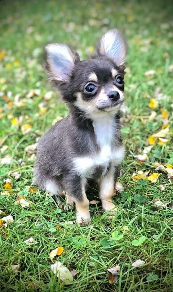 regalo cuccioli di chihuahua mini toy