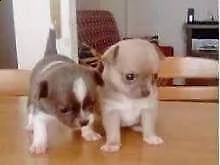 cuccioletto di pincher chihuahua 