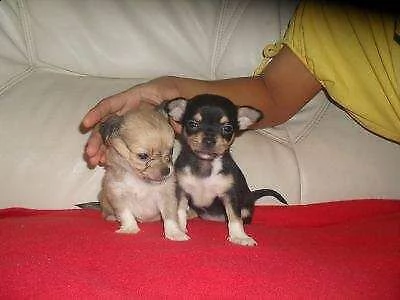  cuccioli di pincher chihuahua 
