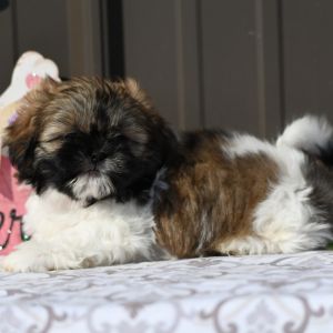  regalo shih-tzu  toy | Foto 1