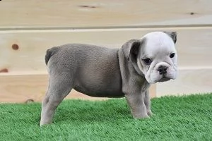 cuccioli inglese bulldog disponibili per adozione 