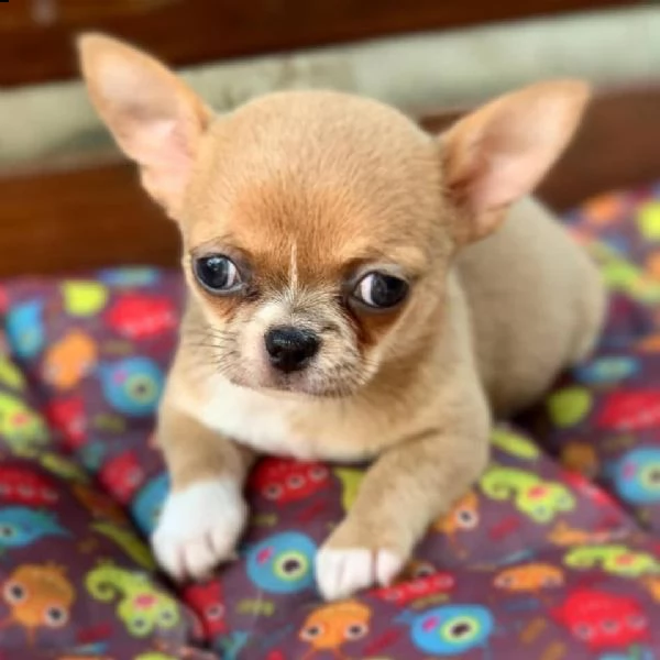 régalons chihuahua 