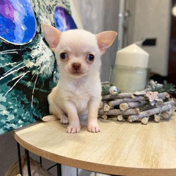 regalo toy chihuahua 