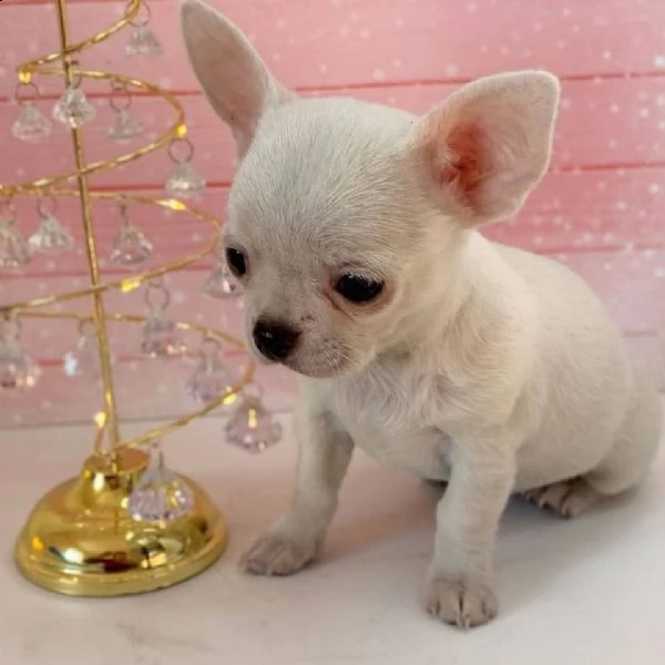 bellisma chihuahua 