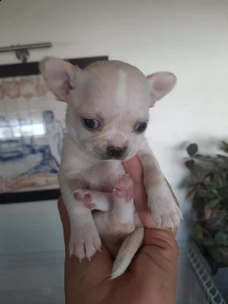 maschietto bianco chihuahua 