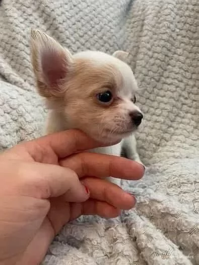 2chihuahua mini 