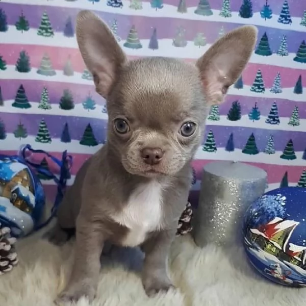 f-chihuahuas 
