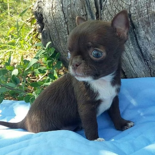 chihuahuas pedigree  regalo 