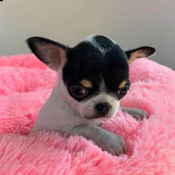regalo 2 chihuahuas  | Foto 0