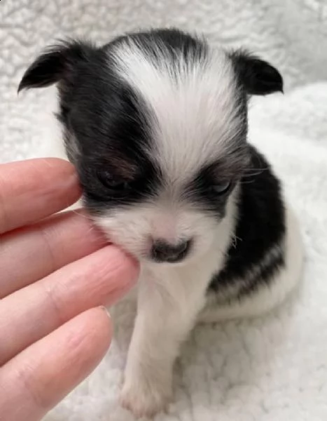 chihuahua para adozione