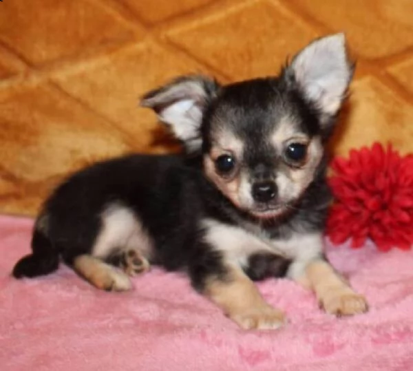regalo m- chihuahua 