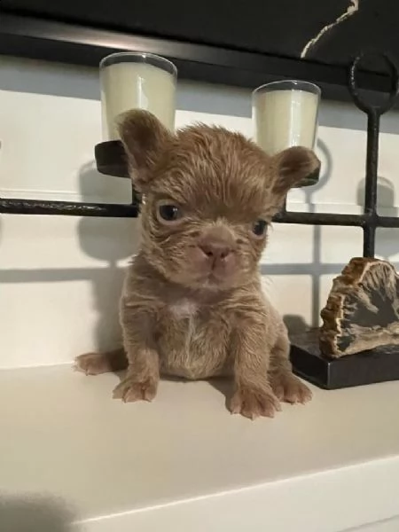 regalo bellissimi cuccioli  di chihuahua 