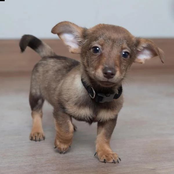 regalo 3 bellissimi cuccioli  di chihuahua 