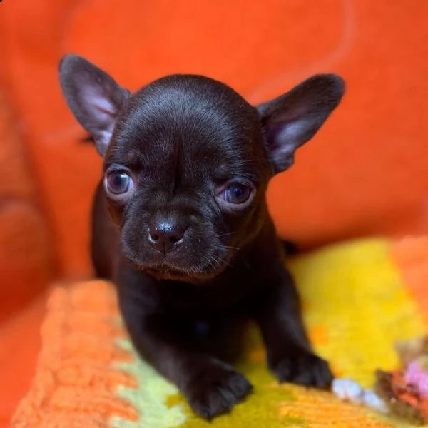 2 regalo bellissimi cuccioli  di chihuahua