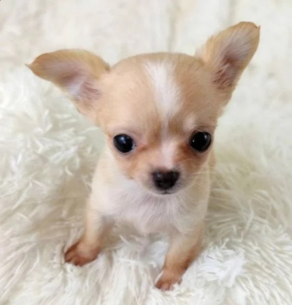 cuccioli chihuahua 
