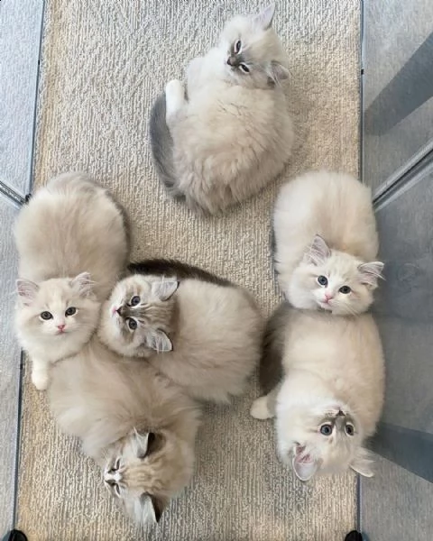 regalo cuccioli bengala