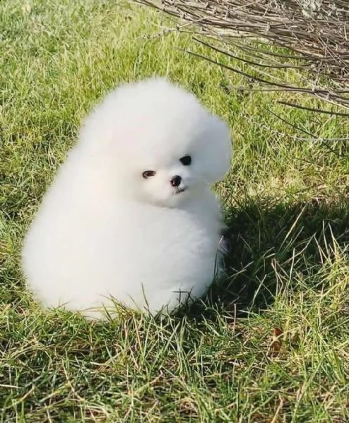 cuccioli di spitz pomerania mini toy
