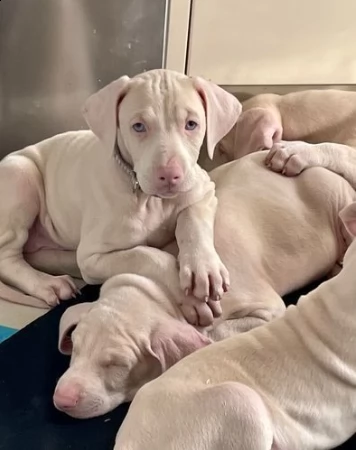 dobermann bianco di tre mesi di razza pura