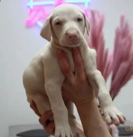 dobermann bianco di tre mesi di razza pura | Foto 1