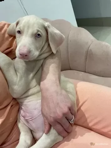 dobermann bianco di tre mesi di razza pura | Foto 0