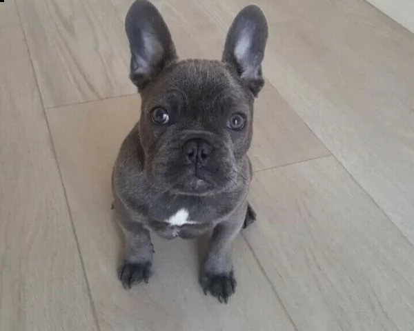 cuccioletti tenerissimi di bulldog francese di due tre mesi
