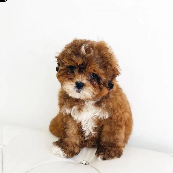  regalo barboncino cuccioli