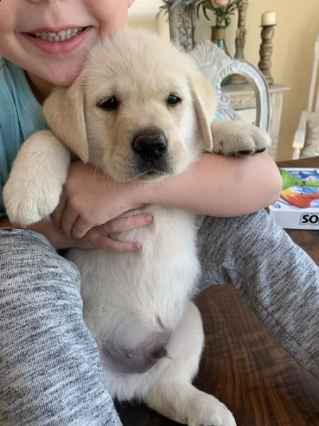 regalo bello labrador  cuccioli maschi e femmine .