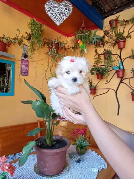 chiots maltais mâles et femelles disponibles à l'adoption  | Foto 0