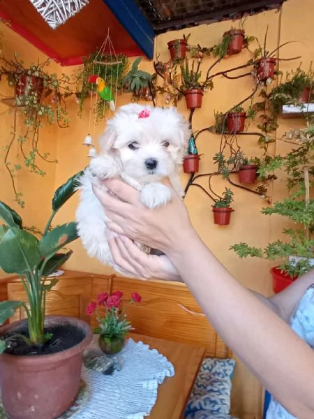 chiots maltais mâles et femelles disponibles à l'adoption 
