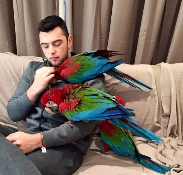 pappagalli ara ala verde per l'adozione