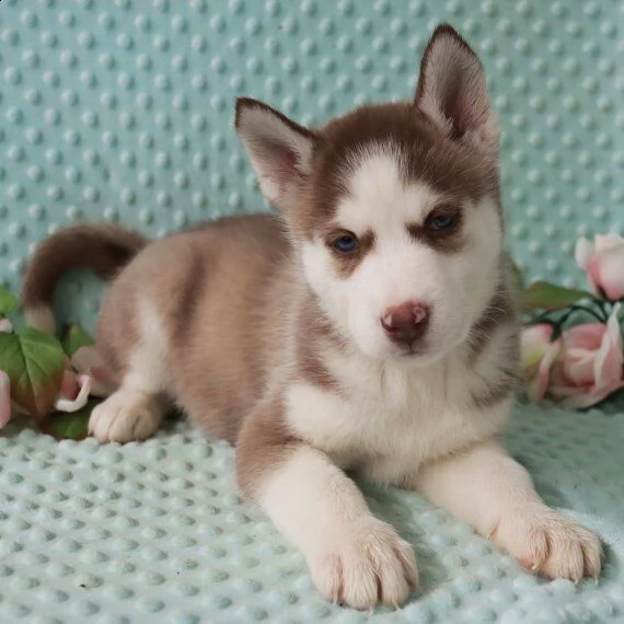 regalo cuccioli siberian husky  maschio e femmina abbiamo disponibili cuccioli di siberian husky mas