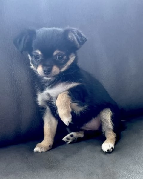 regalo chihuahua meravigliosi